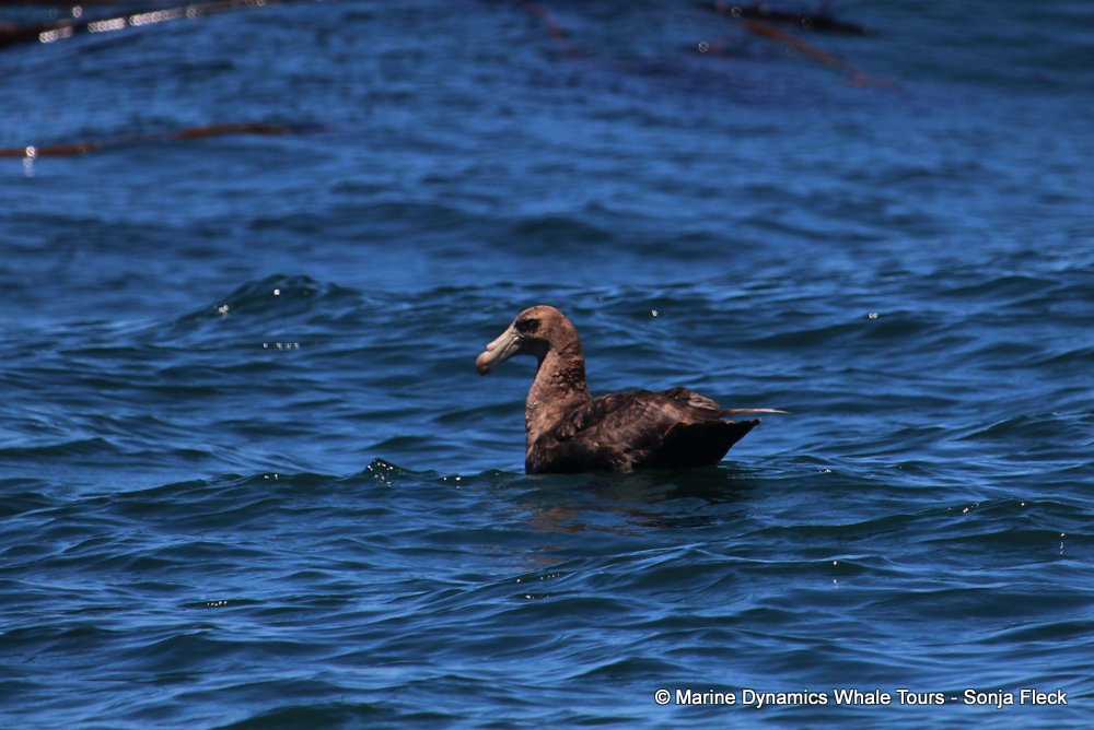 giant petrel, whale watching, gansbaai, south africa,