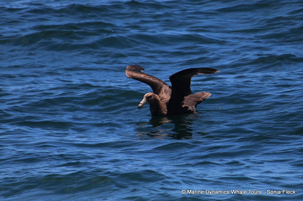 giant petrel, whale watching, gansbaai, south africa,
