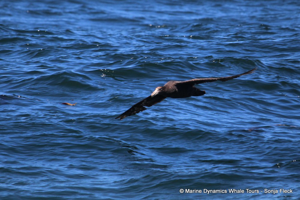 giant petrel, whale watching, gansbaai, south africa,