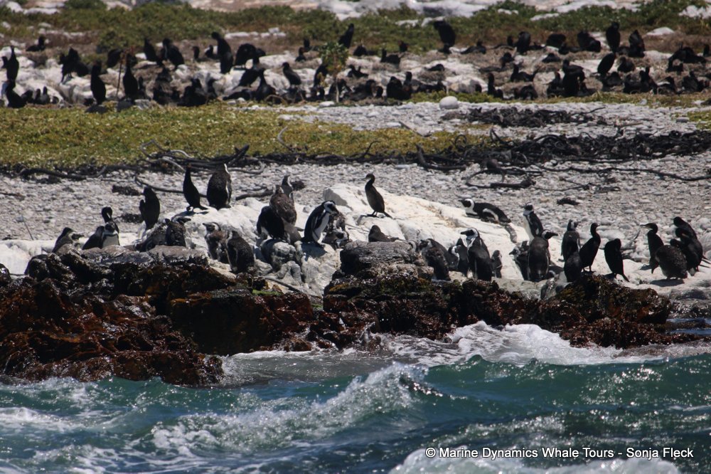 african penguin, whale watching, gansbaai, south africa
