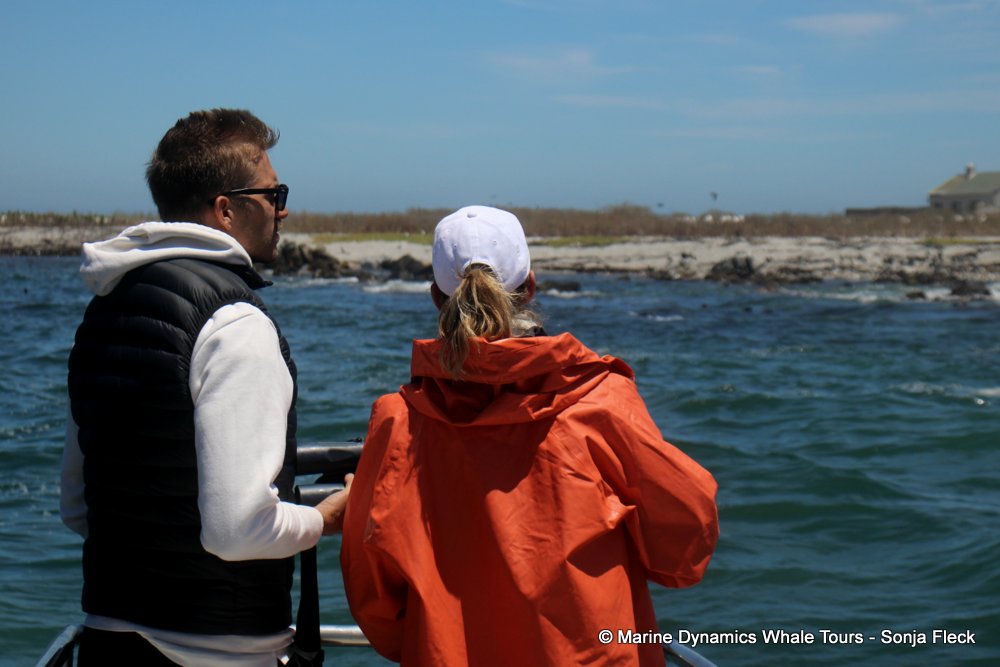 whale watching, gansbaai, south africa,