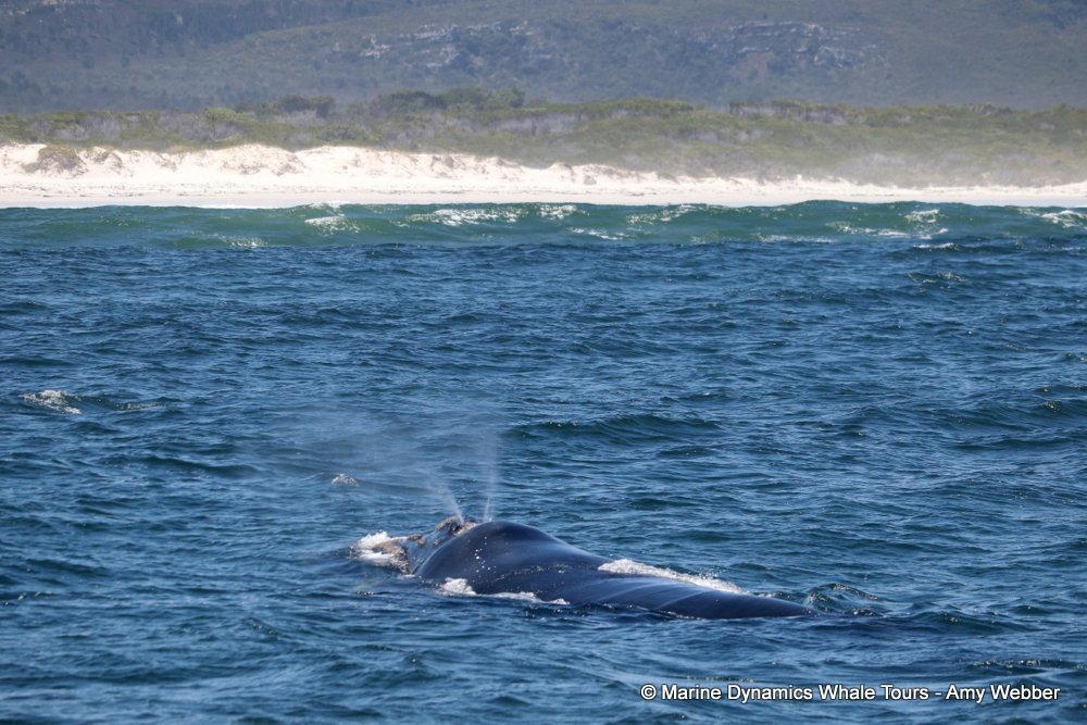 Southern right whale, whale watching, gansbaai, south africa,