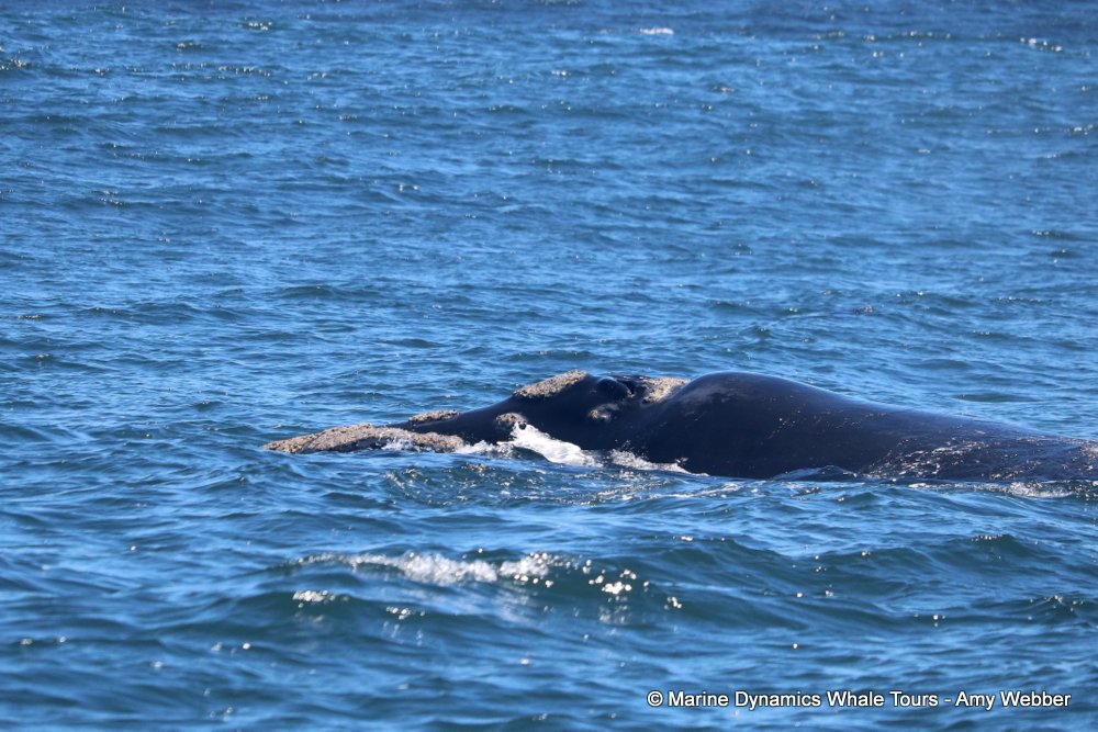 Southern right whale, whale watching, gansbaai, south africa,
