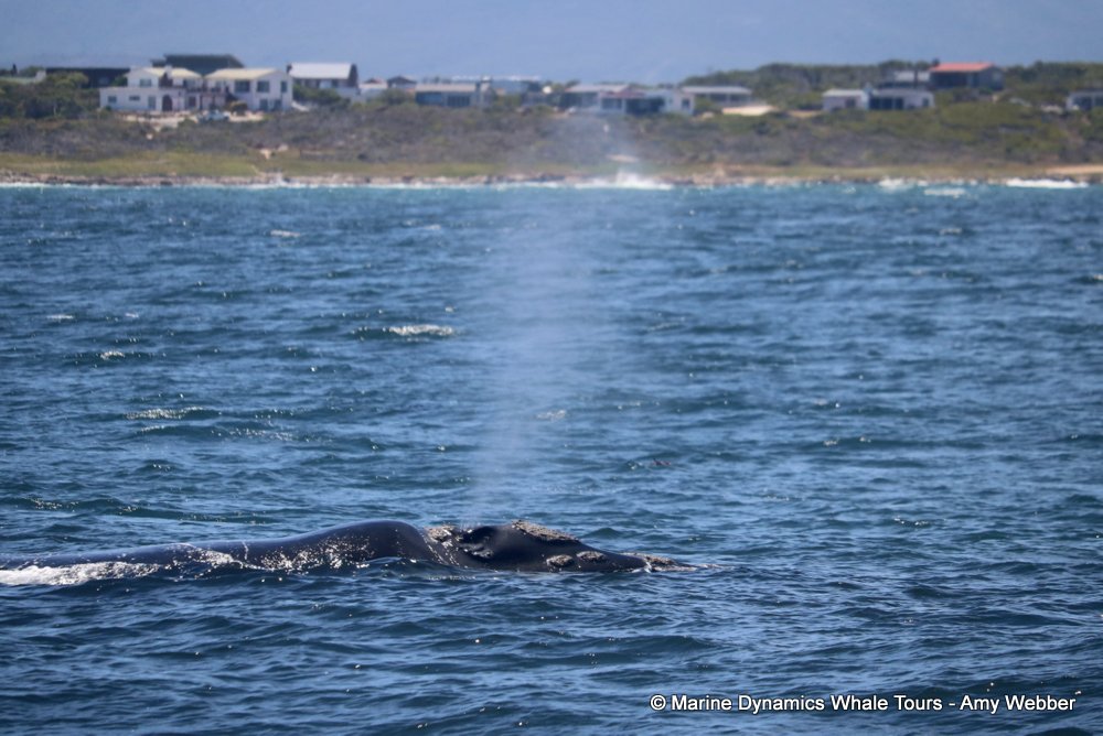 Southern right whale, whale watching, gansbaai, south africa,