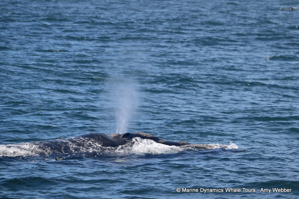 Southern right whale, whale watching, gansbaai, south africa,