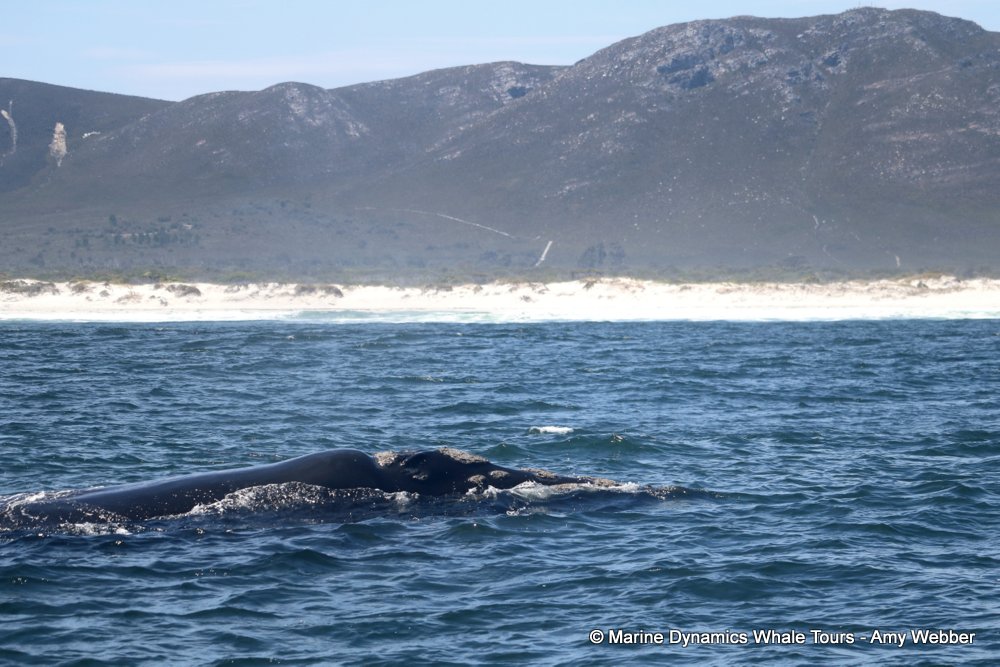 Southern right whale, whale watching, gansbaai, south africa,