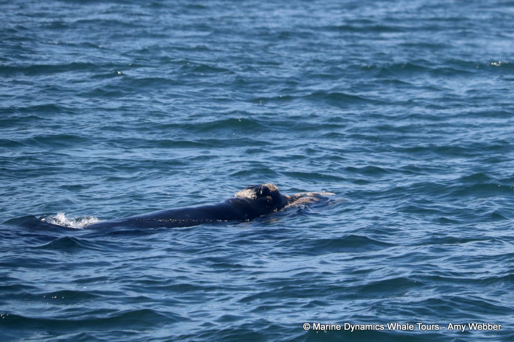 Southern right whale, whale watching, gansbaai, south africa,