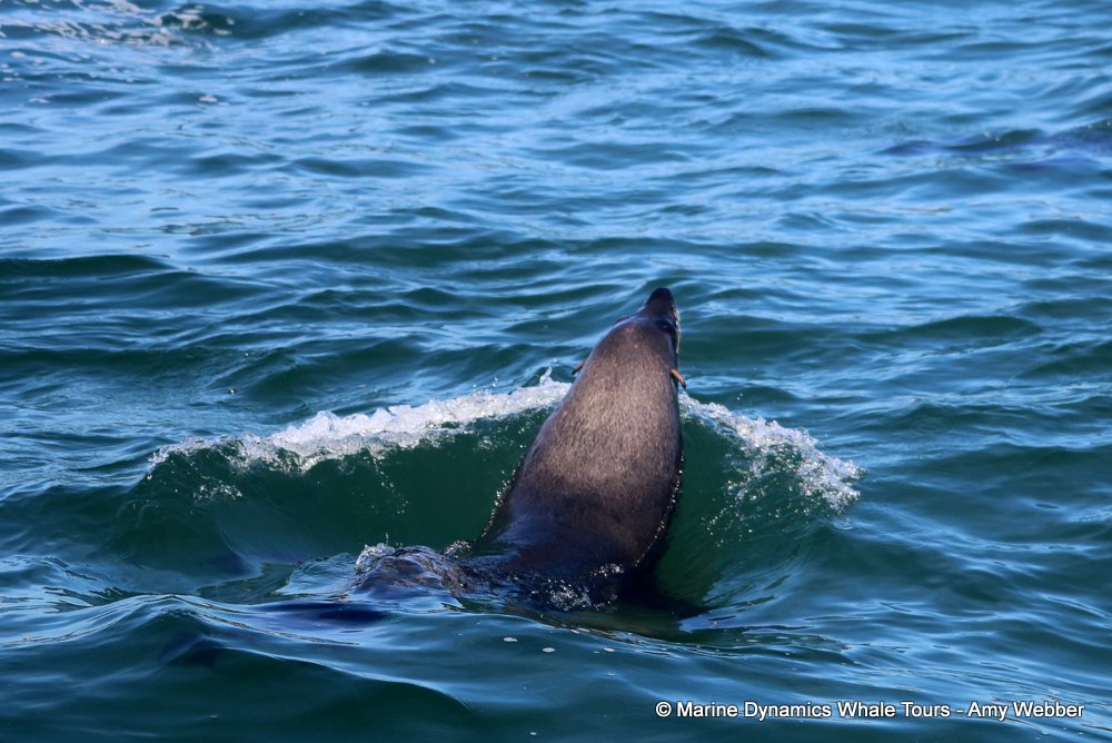 cape fur seal, whale watching, gansbaai, south africa