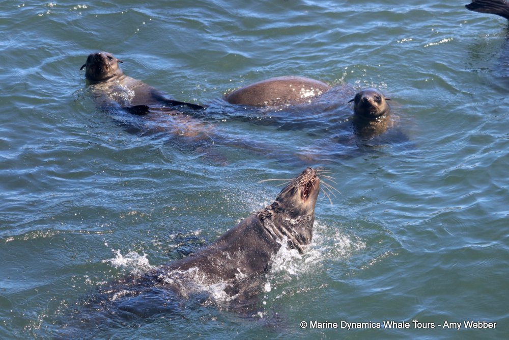 cape fur seal, whale watching, gansbaai, south africa