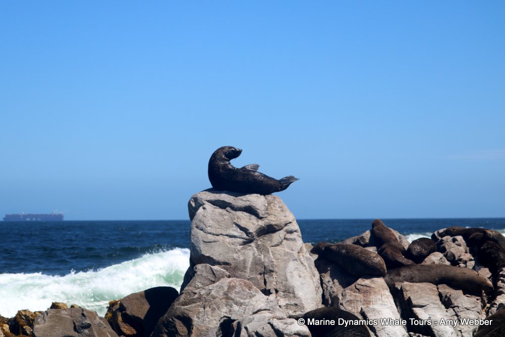 cape fur seal, whale watching, gansbaai, south africa