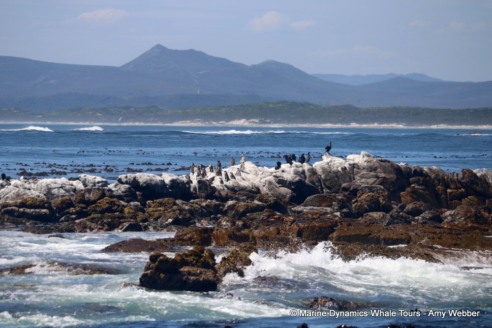 african penguin, whale watching, gansbaai, south africa