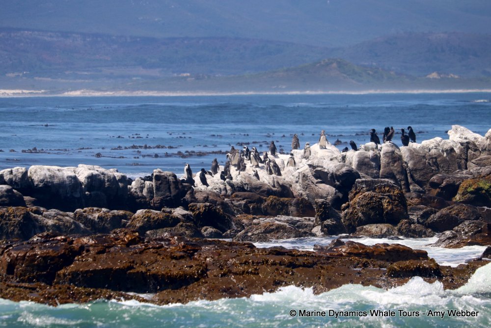 african penguin, whale watching, gansbaai, south africa