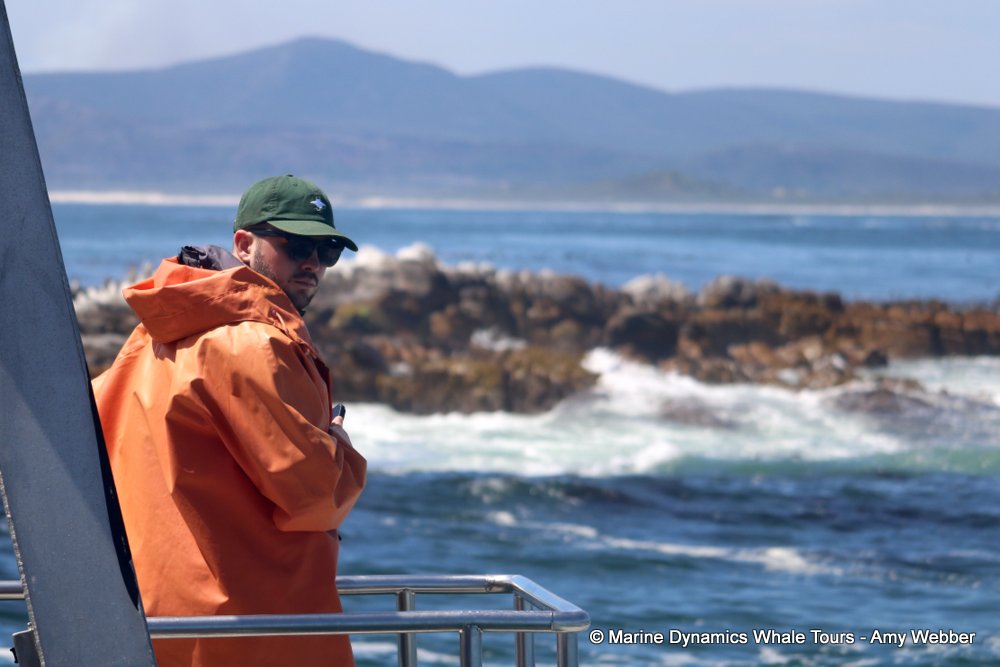 whale watching, gansbaai, south africa,