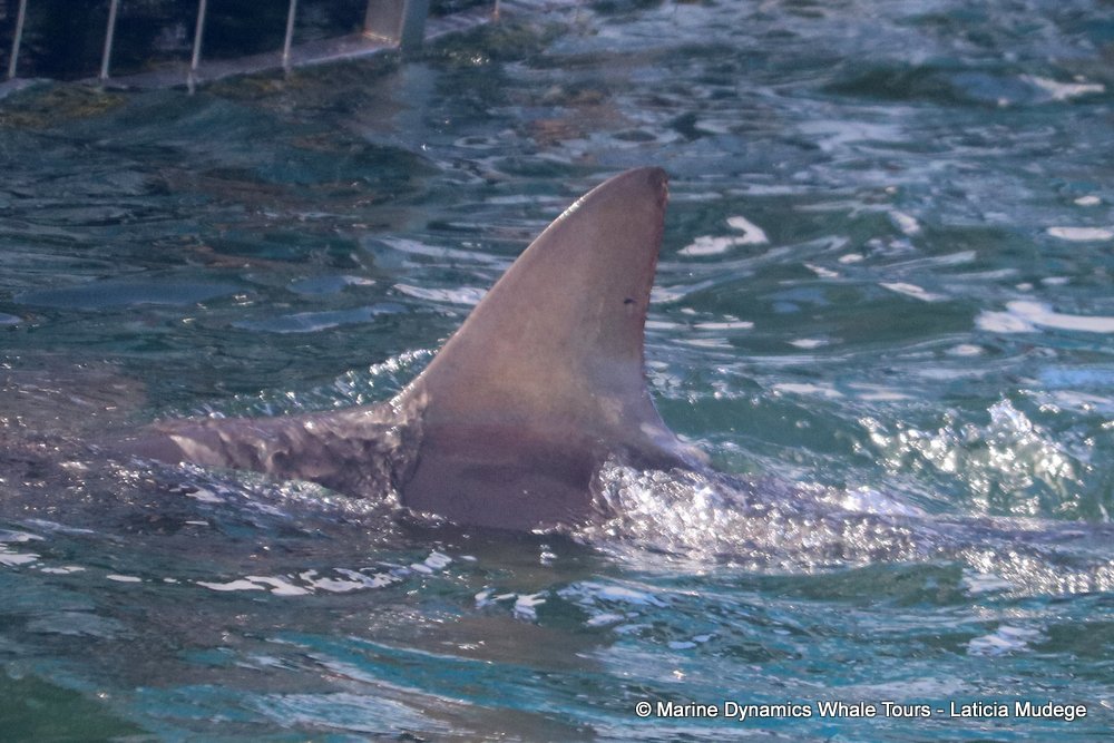 bronze whaler shark, whale watching, gansbaai, south africa,