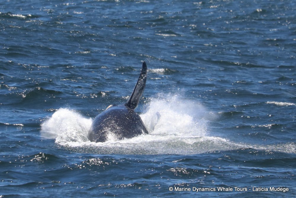 Southern right whale, whale watching, gansbaai, south africa,