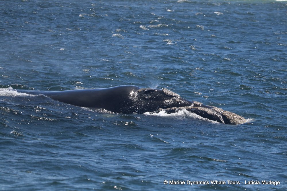 Southern right whale, whale watching, gansbaai, south africa,