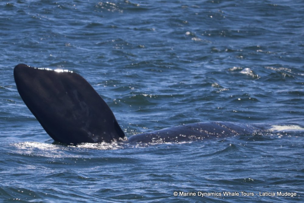 Southern right whale, whale watching, gansbaai, south africa,