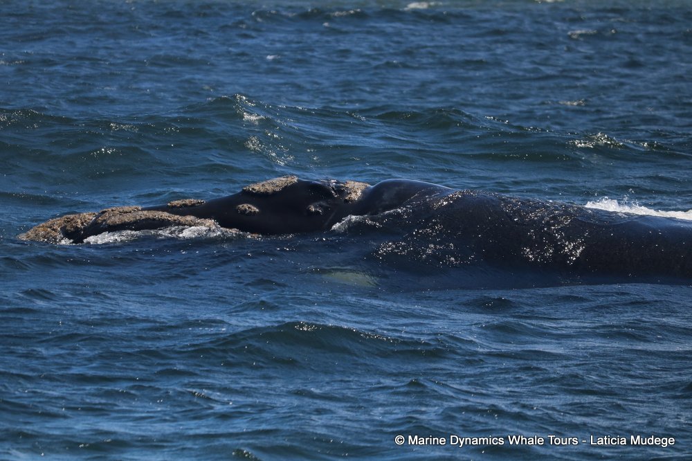 Southern right whale, whale watching, gansbaai, south africa,