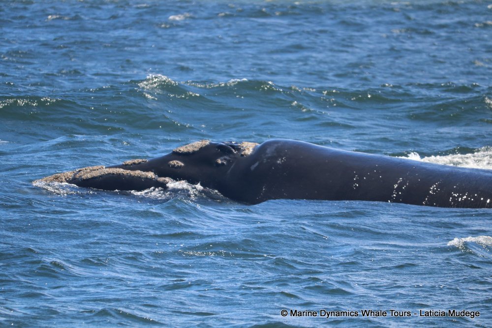 Southern right whale, whale watching, gansbaai, south africa,