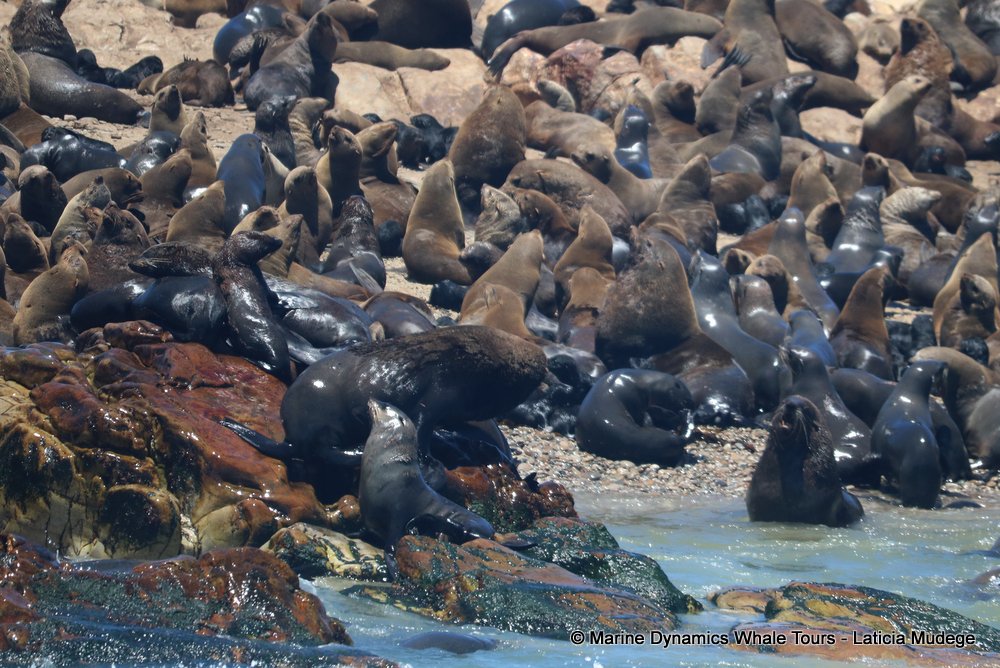 cape fur seal, whale watching, gansbaai, south africa