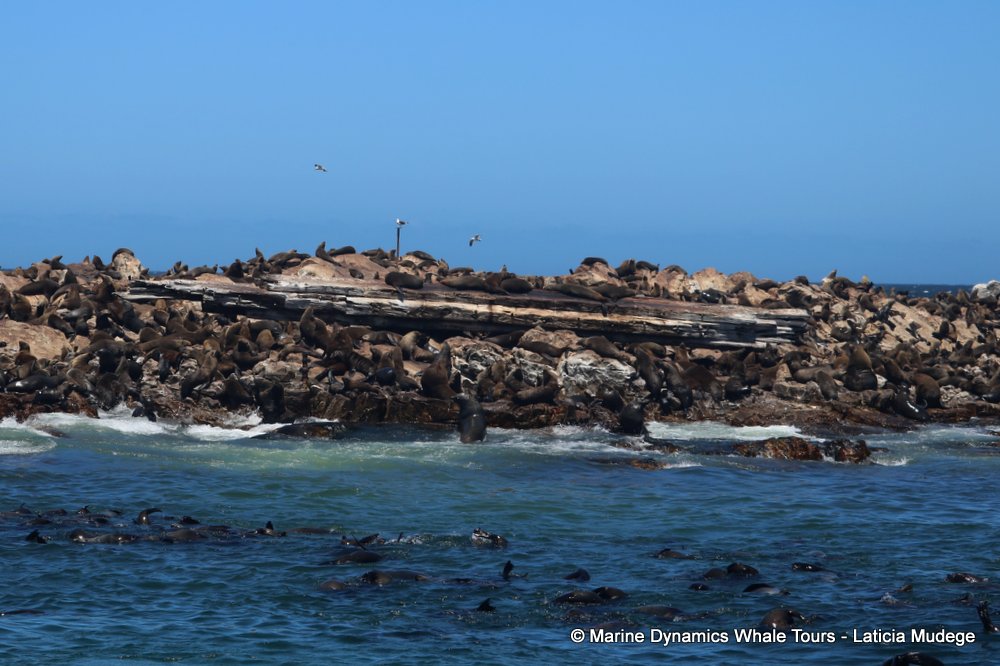 cape fur seal, whale watching, gansbaai, south africa