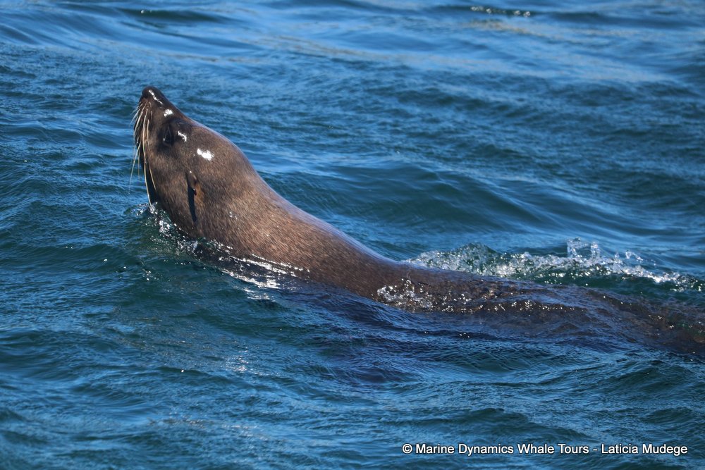 cape fur seal, whale watching, gansbaai, south africa