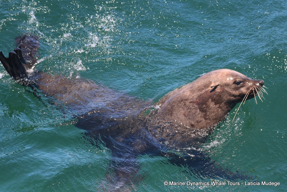 cape fur seal, whale watching, gansbaai, south africa