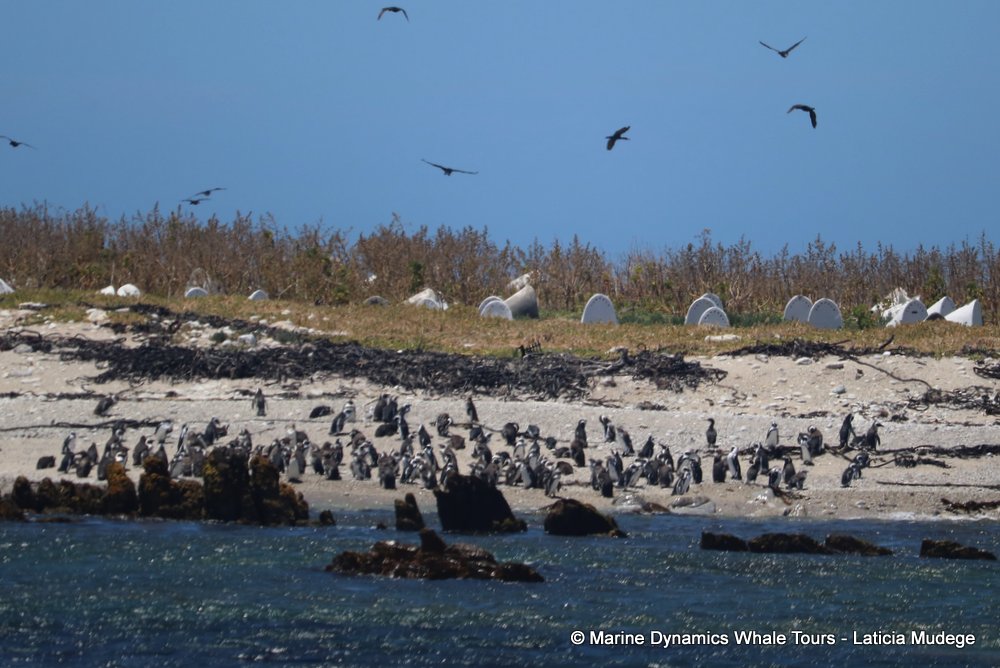 african penguin, whale watching, gansbaai, south africa