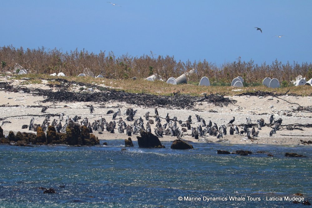 african penguin, whale watching, gansbaai, south africa