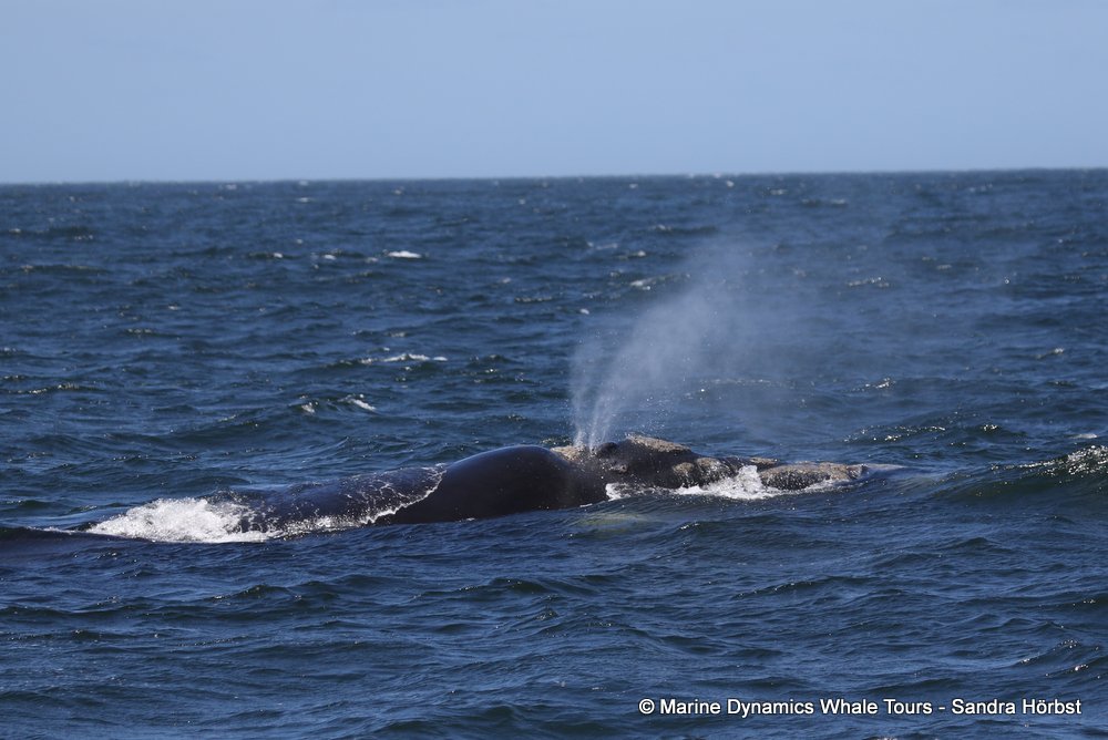 Southern right whale, whale watching, gansbaai, south africa,