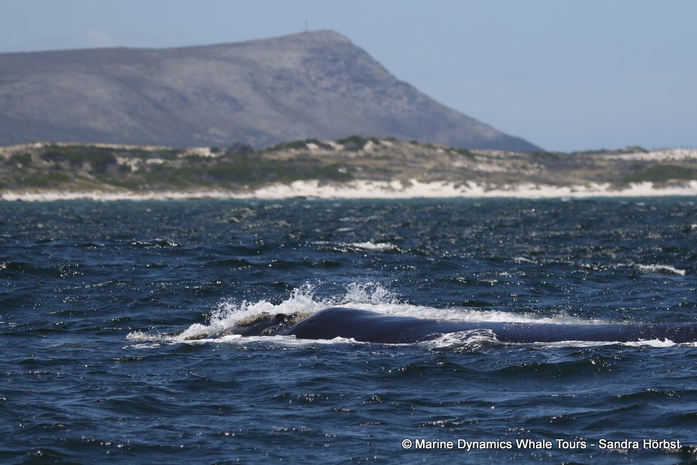 Southern right whale, whale watching, gansbaai, south africa,