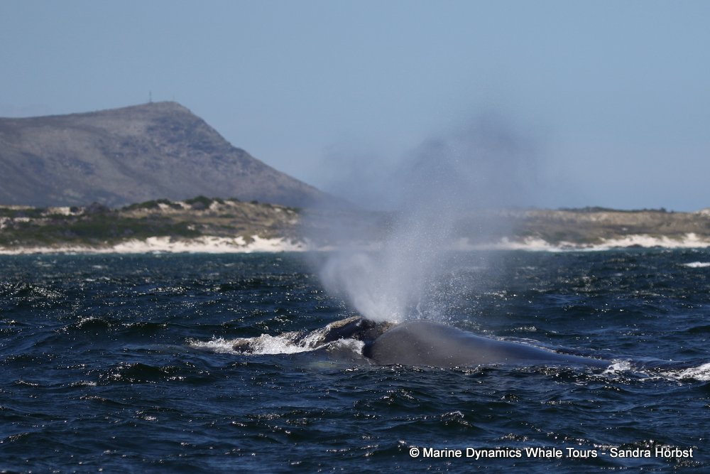 Marine Big 5 Daily Blog 03 December