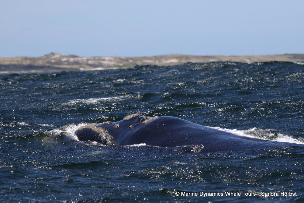 Southern right whale, whale watching, gansbaai, south africa,
