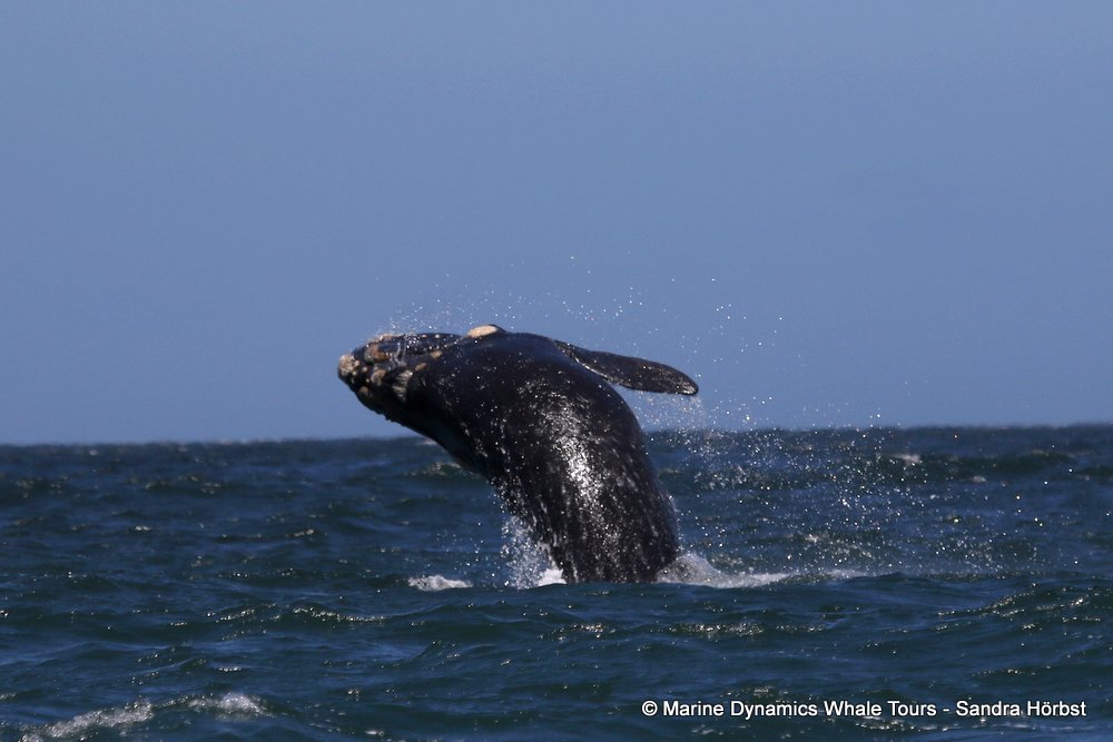 Southern right whale, whale watching, gansbaai, south africa,