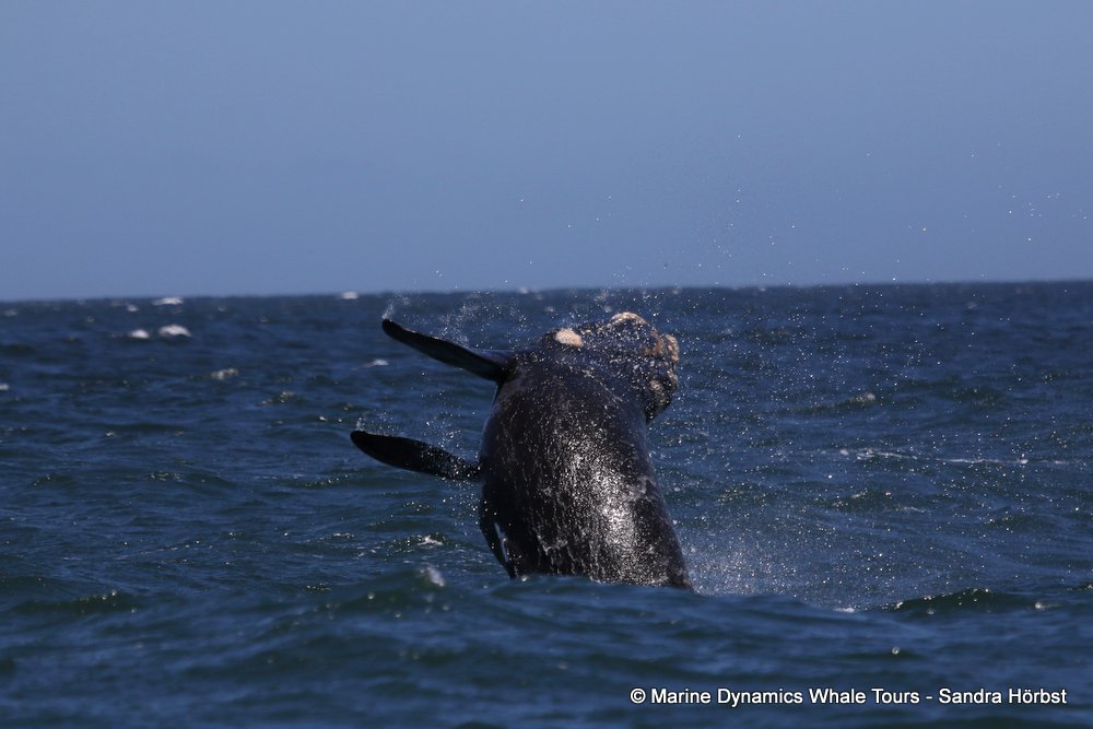 Southern right whale, whale watching, gansbaai, south africa,
