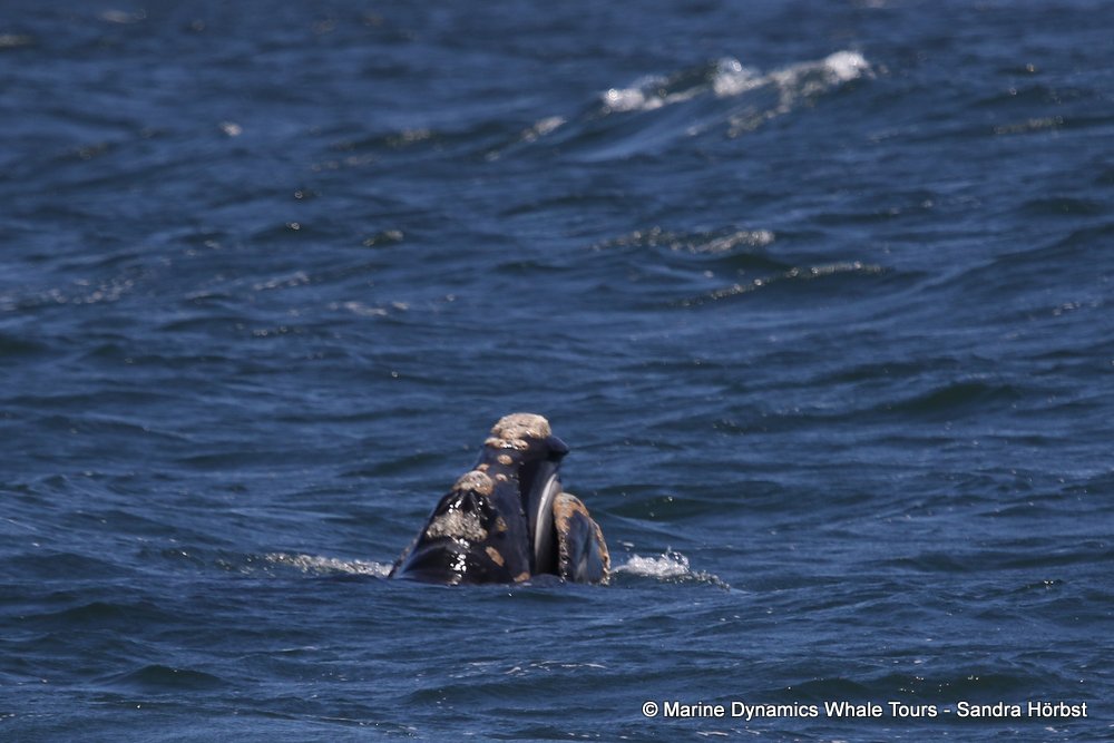 Southern right whale, whale watching, gansbaai, south africa,