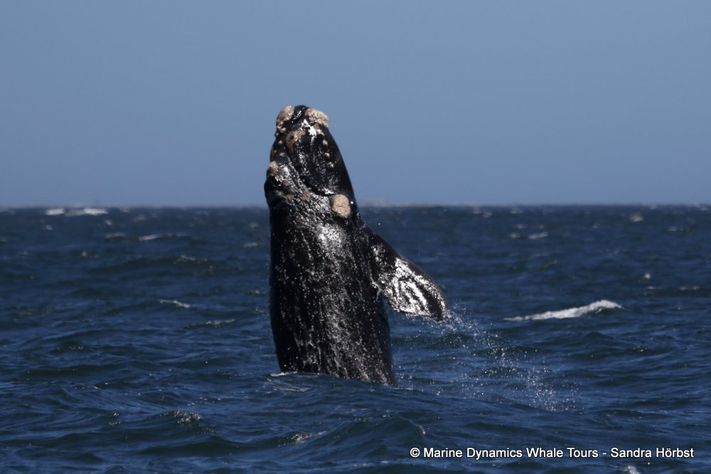 Southern right whale, whale watching, gansbaai, south africa,