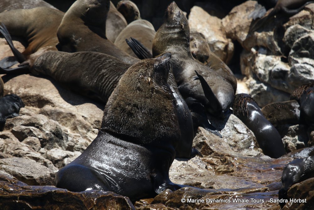 cape fur seal, whale watching, gansbaai, south africa