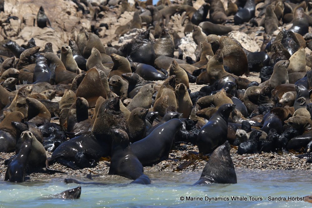 cape fur seal, whale watching, gansbaai, south africa