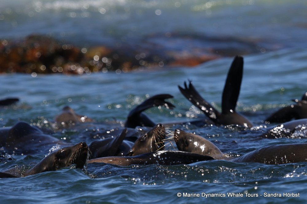 cape fur seal, whale watching, gansbaai, south africa