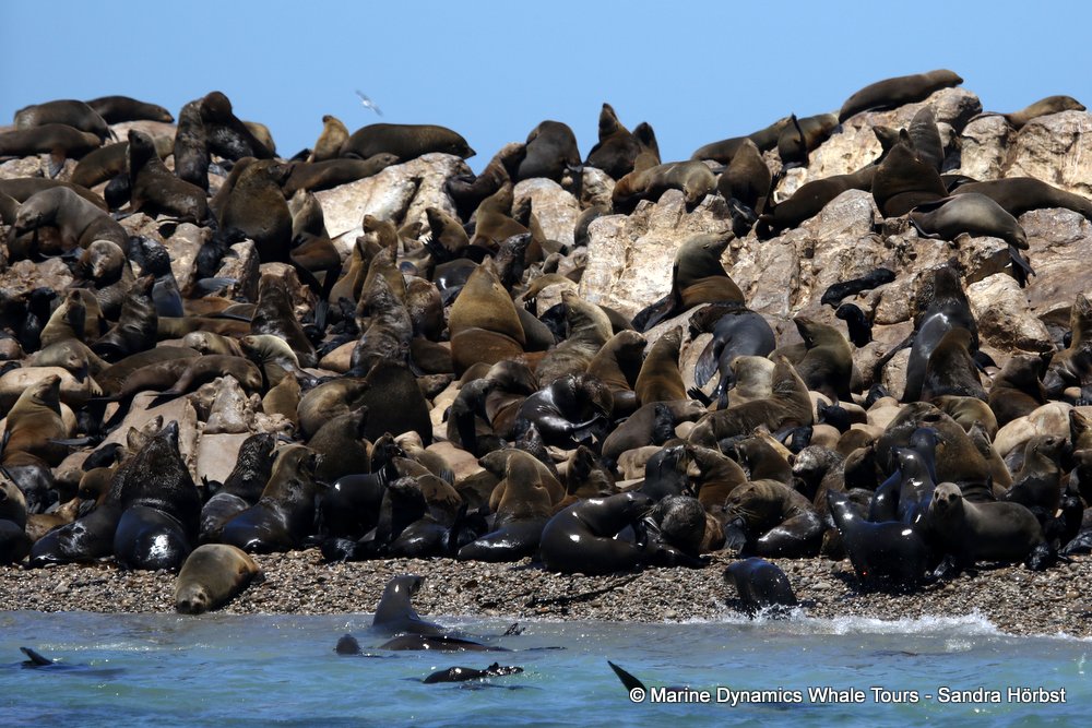 cape fur seal, whale watching, gansbaai, south africa