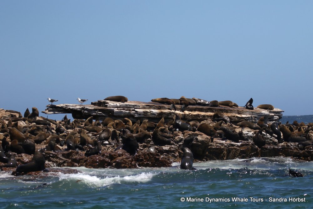 cape fur seal, whale watching, gansbaai, south africa