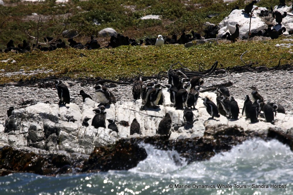 penguins, whale watching, gansbaai, south africa,