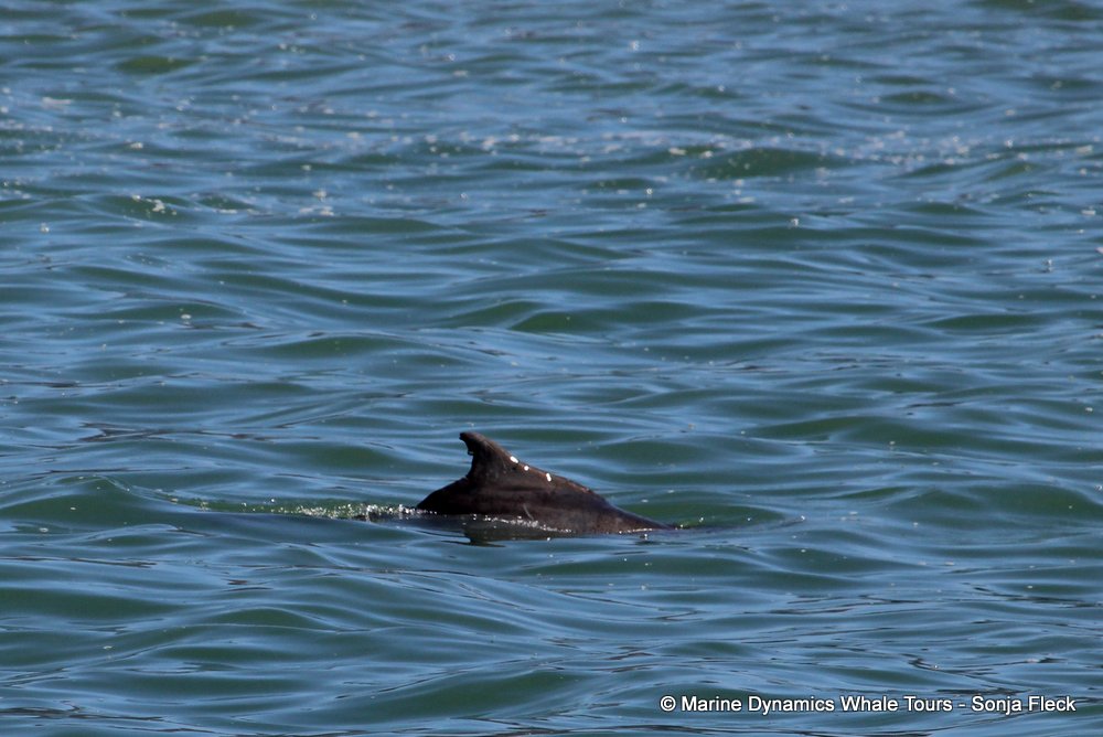 dolphin, whale watching, gansbaai, south africa,