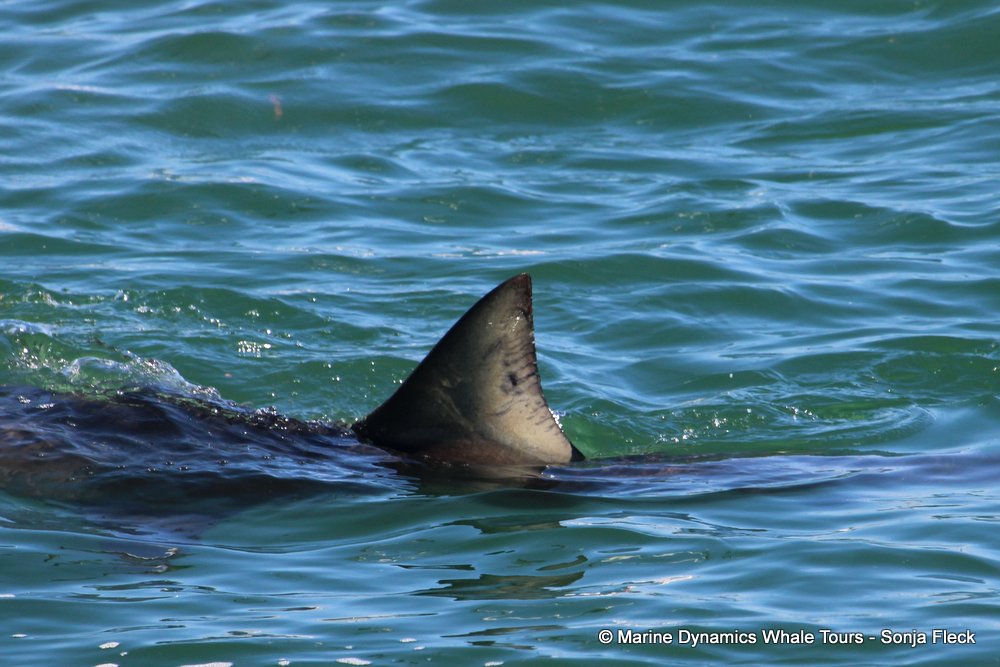 bronze whaler shark, whale watching, gansbaai, south africa,