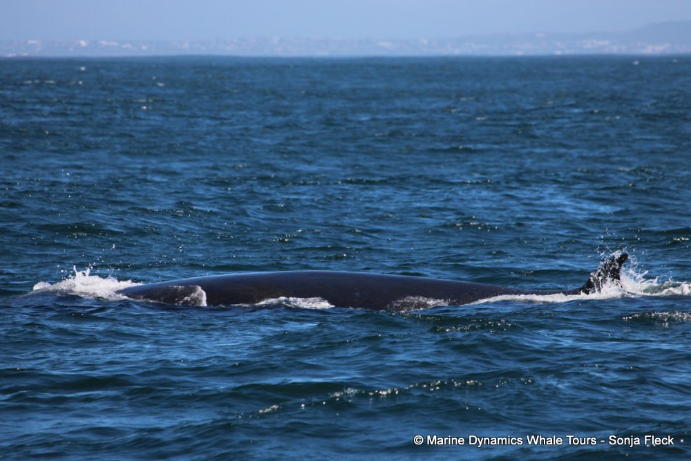 bryde's whale, whale watching, gansbaai, south africa,