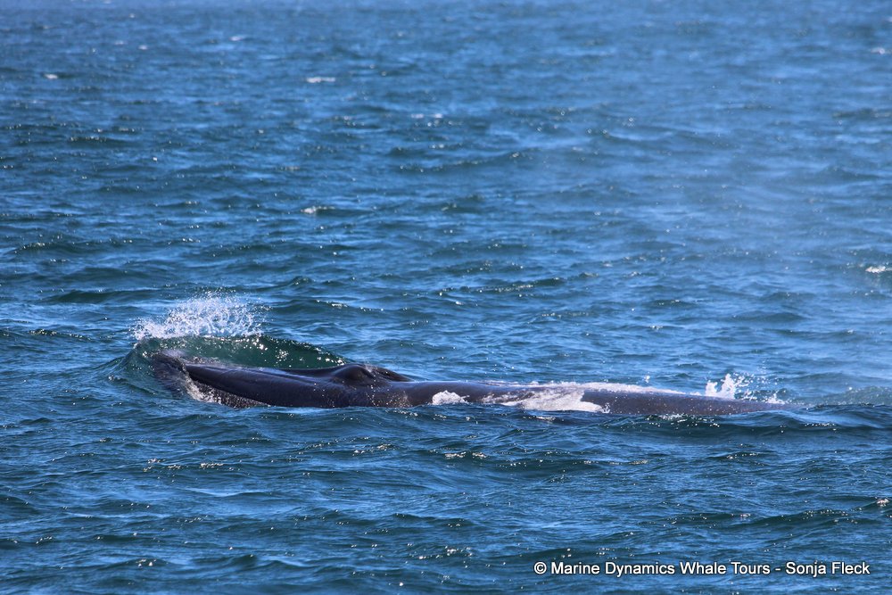Marine Big 5 Daily Blog 16 December