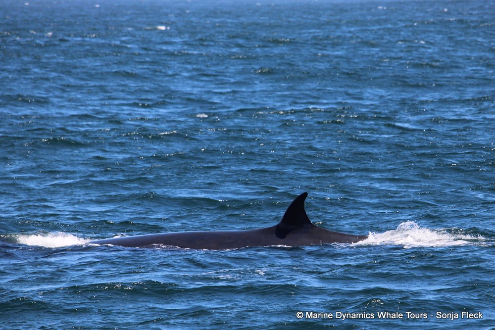 bryde's whale, whale watching, gansbaai, south africa,