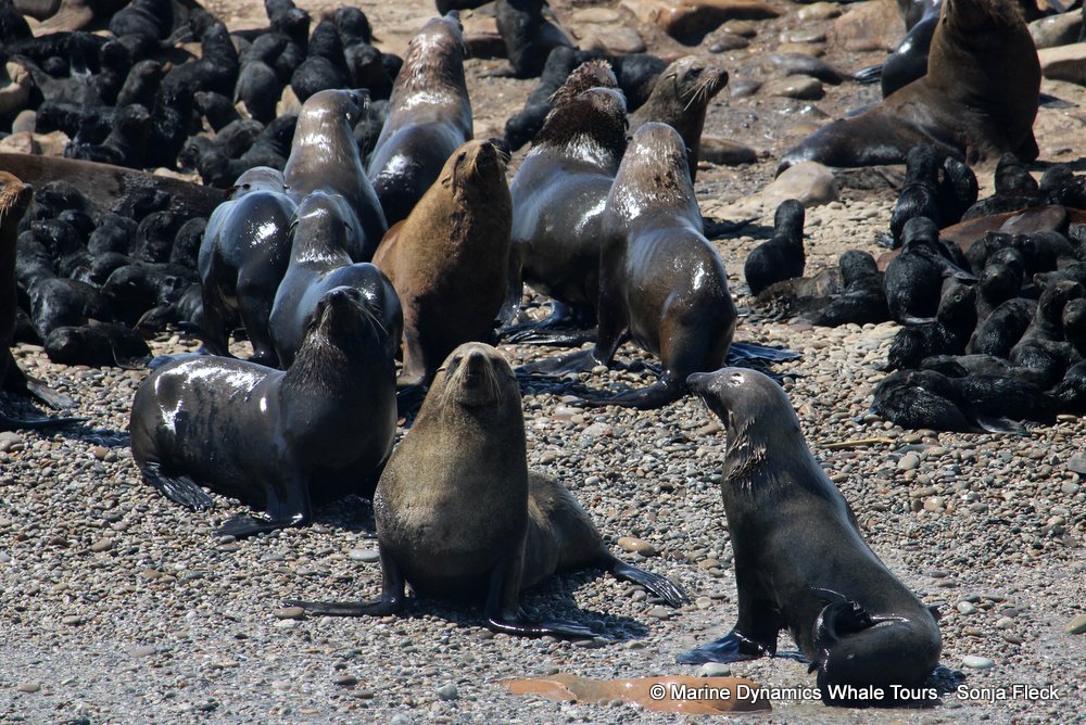 cape fur seal, whale watching, gansbaai, south africa