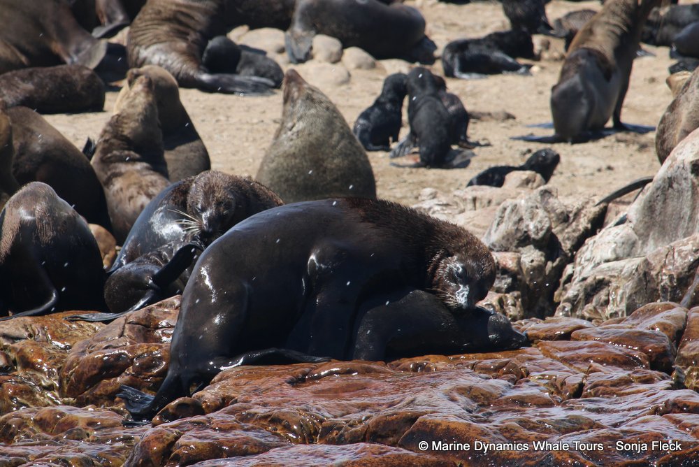 cape fur seal, whale watching, gansbaai, south africa
